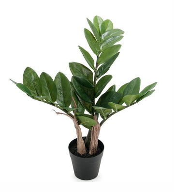 Zamifolia 45cm-mr.plant-Aandahls